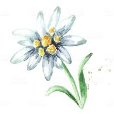 Edelweiss